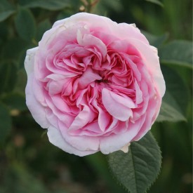 KONIGIN VON DANEMARK . Pot 5L