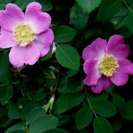ROSA MOYESII FARGESII . Pot 5L