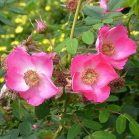 ROSA MOYESII 'SEALING WAX'...