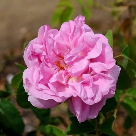 ROSE DE PUTEAUX . Pot 5L