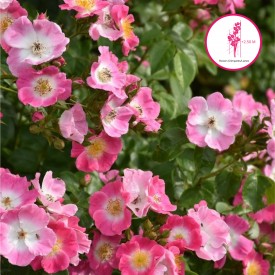 rosier american pillar fleurs bouquet