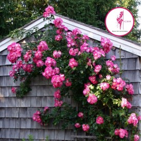 rosier american pillar vue d'ensemble