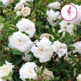 rosier annchen von tharau blanc