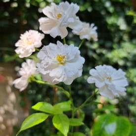 rosier arbustif annelies lens fleurs