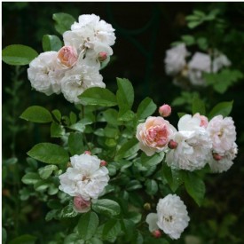 rosier arbustif annelies bouquet