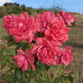 rosier arbustif bonn rose rouge