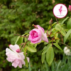 CHAMPNEY'S PINK CLUSTER