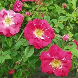 rosier arbustif bengt m schalin rose