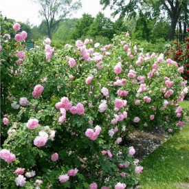 rosier celestial celeste arbustif vue d'ensemble