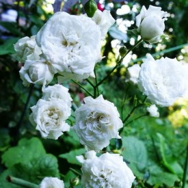 rosier buisson denise cassegrain
