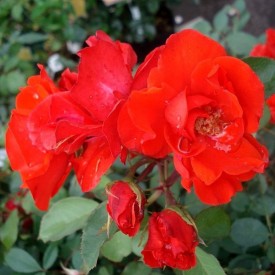 rosier buisson couvre sol diablotin