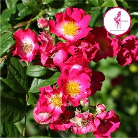 rosier liane hiawatha rose blanc doré