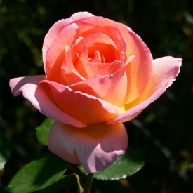 rosier louksor orange