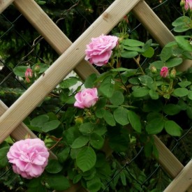 GESCHWIND NORLANDROSE I