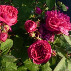 MME SCIPION COCHET
