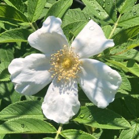NYVELDT'S WHITE