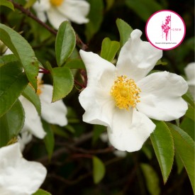 ROSA X COOPERI
