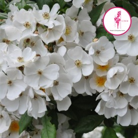 PLEINE DE GRACE®