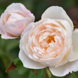 copy of DESDEMONA® Auskindling
