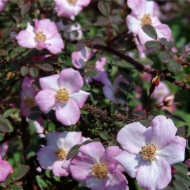 ROSA BEGGERIANA