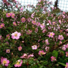 Rosa fareri persetosa vue d'ensemble