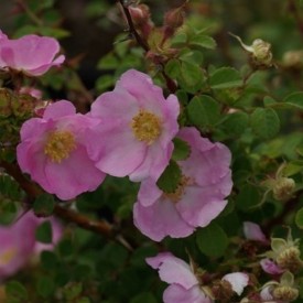 ROSA LATIBRACTEATA
