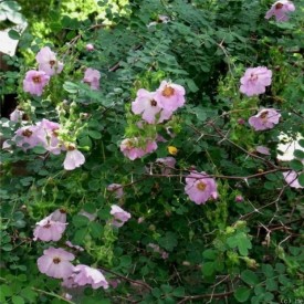 rosier rosa latibracteata rose vue d'ensemble