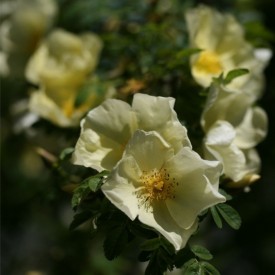 ROSA PTERAGONIS
