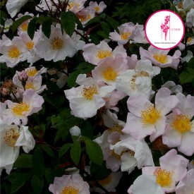 ROSA X RICHARDII