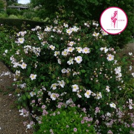 rosier liane botanique ROSA X RICHARDII vue d'ensemble