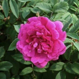 ROSA RUGOSA VAR RUBRA