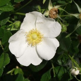 ROSA VIRGINIANA ALBA