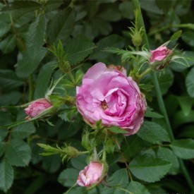 ROSA VIRGINIA PLENA