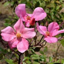 ROSA ACICULARIS VAR...