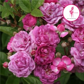 ROSE MARIE-VIAUD