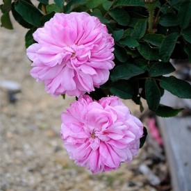 rosier Sophie de marsilly vue d'ensemble