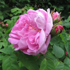 copy of SOPHIE DE MARCILLY