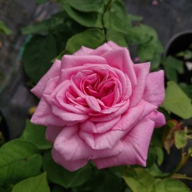 rosier ancien souvenir de nemours