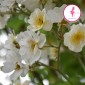 RAMBLING RECTOR