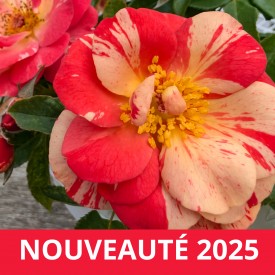 LA PLANÈTE BOULLE®