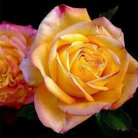 rosier buisson à grandes fleurs girandola