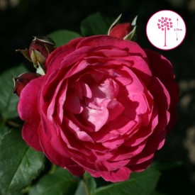 copy of CYBELLE®Mascybel