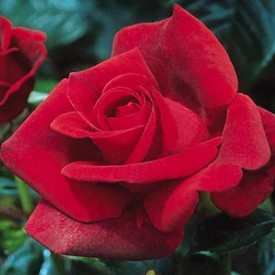 LE GRAND HUIT®Adharman