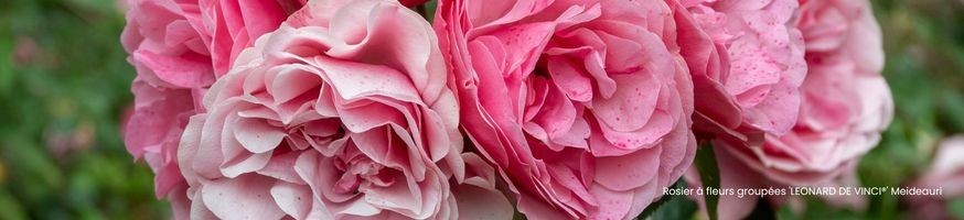 Rosiers Floribunda | Massifs & Bordures | Producteur Anjou
