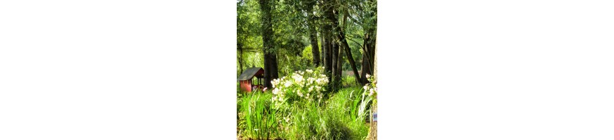 Rosiers Floribunda | Massifs & Bordures | Producteur Anjou