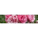 Fleurs Groupées