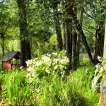 Rosiers à Fleurs Groupées