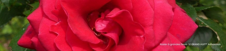 Rosiers Grandes Fleurs | Hybrides de Thé Parfumés | Producteur