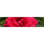 Grandes Fleurs