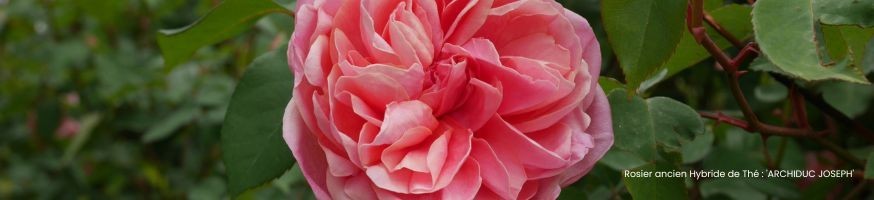 Rosiers Anciens | Variétés Historiques & Parfumées | Producteur